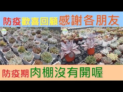 多肉換盆後多久澆水|多肉Q&A：多肉植物正確澆水方式大公開